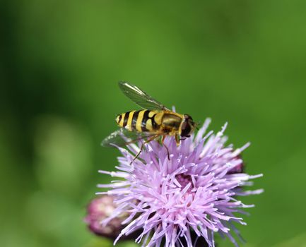 close up of Syrphus ribesii hoverfly