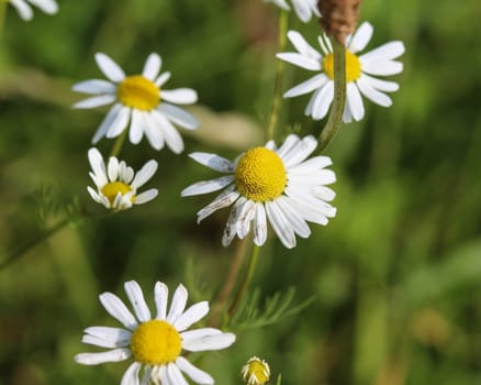close up of chamomile flower