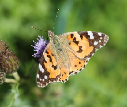 close up of painted lady butterfly on flower