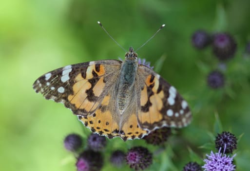 close up of painted lady butterfly on flower