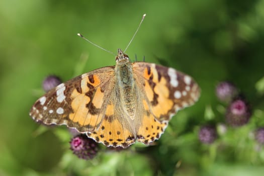 close up of painted lady butterfly on flower