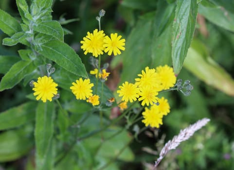 close up of smooth hawksbeard flower