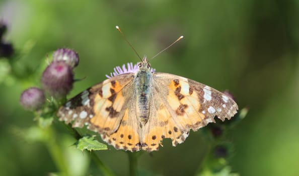 close up of painted lady butterfly on flower