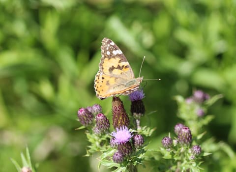 close up of painted lady butterfly on flower