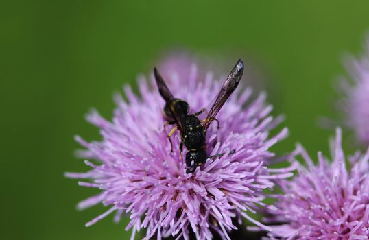 close up of Doros profuges, a Palearctic species of hoverfly