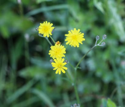 close up of smooth hawksbeard flower