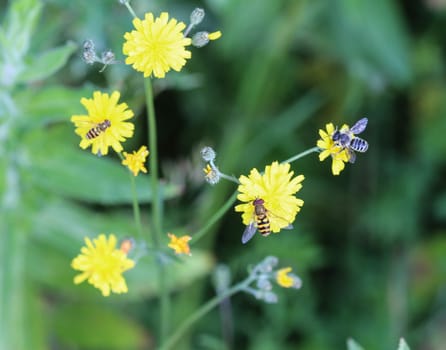 close up of smooth hawksbeard flower