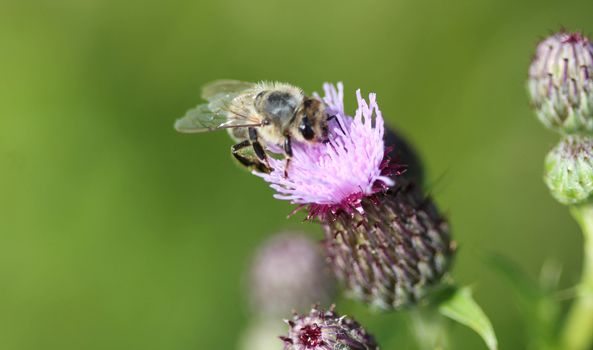 closeup of western honey bee