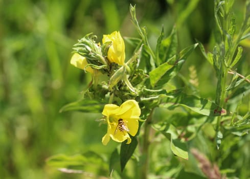 close up of evening primrose flower