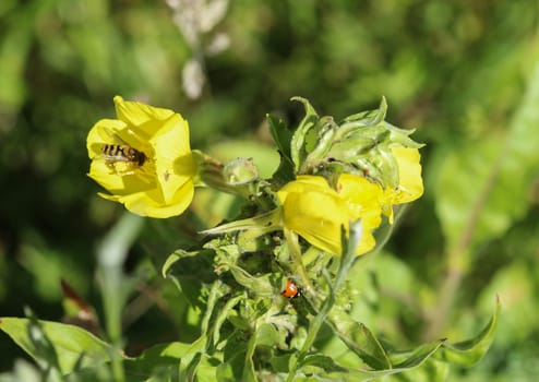 close up of evening primrose flower