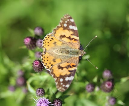 close up of painted lady butterfly on flower