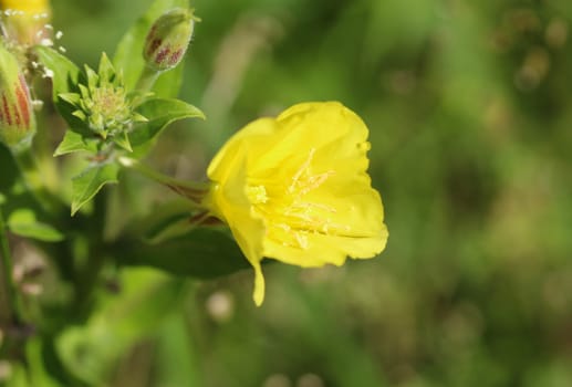 close up of evening primrose flower