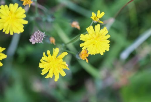 close up of smooth hawksbeard flower