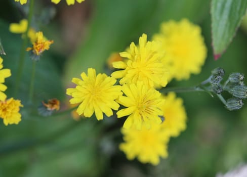 close up of smooth hawksbeard flower
