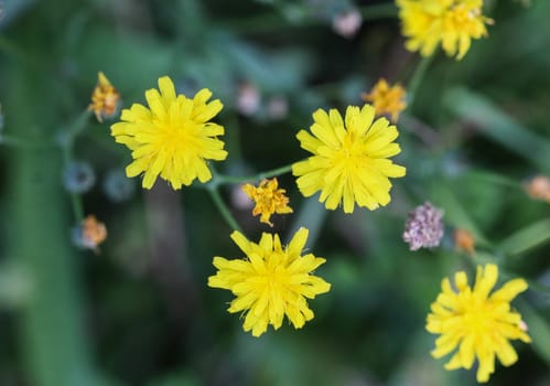 close up of smooth hawksbeard flower