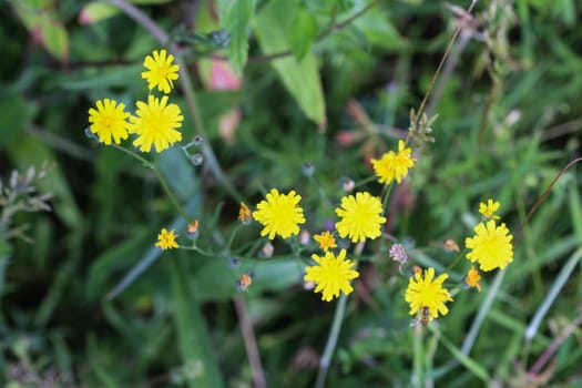 close up of smooth hawksbeard flower