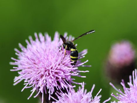 close up of Doros profuges, a Palearctic species of hoverfly
