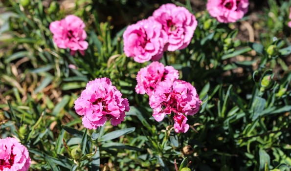 close up of Dianthus caryophyllus, commonly known as the carnation or clove pink, is a species of Dianthus. This flower is blooming in spring in a garden