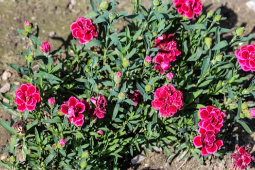 close up of Dianthus caryophyllus, commonly known as the carnation or clove pink, is a species of Dianthus. This flower is blooming in spring in a garden