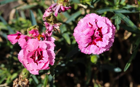 close up of Dianthus caryophyllus, commonly known as the carnation or clove pink, is a species of Dianthus. This flower is blooming in spring in a garden