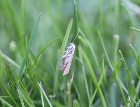 close up of ermine moth