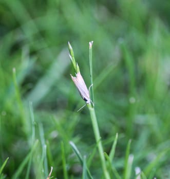 close up of ermine moth