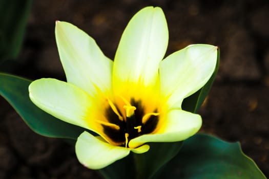 Beautiful colored tulips on a field in the morning . Beautiful bouquet of tulips in spring