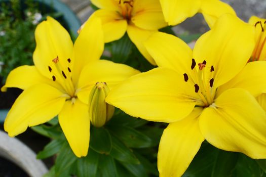 Vibrant yellow lily blooms and flower buds in a summer garden