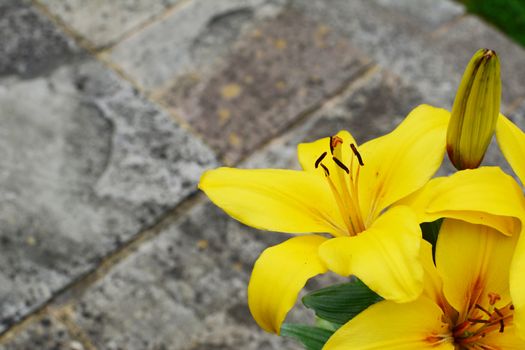 Bold yellow lily flowers on a weathered stone patio with copy space