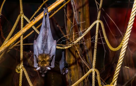 closeup of a lyle's flying fox hanging on a branch, Tropical and vulnerable bat specie from Asia, Nocturnal halloween animal