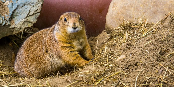 closeup of a black tailed prairie dog, cute and popular pet, Tropical rodent from America