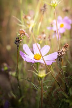 The background image of the colorful flowers, background nature