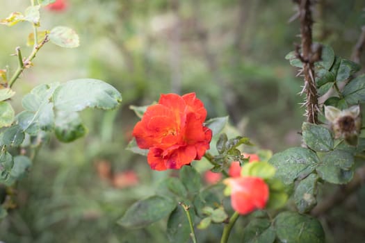 The background image of the colorful flowers, background nature