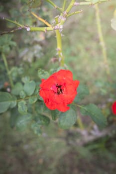 The background image of the colorful flowers, background nature