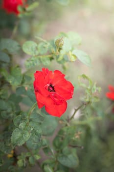 The background image of the colorful flowers, background nature