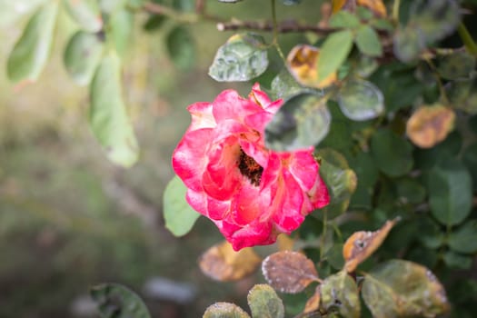 The background image of the colorful flowers, background nature