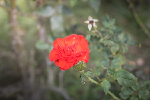 The background image of the colorful flowers, background nature