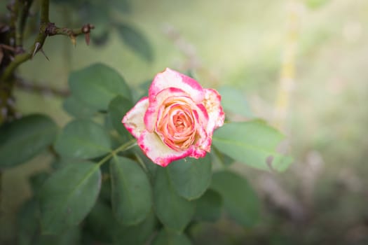 The background image of the colorful flowers, background nature