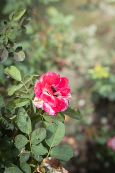 The background image of the colorful flowers, background nature