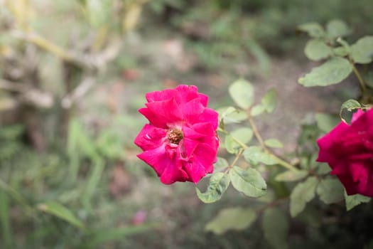 The background image of the colorful flowers, background nature