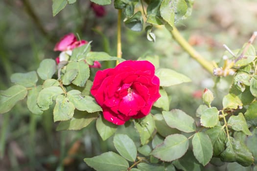 The background image of the colorful flowers, background nature