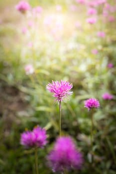 The background image of the colorful flowers, background nature