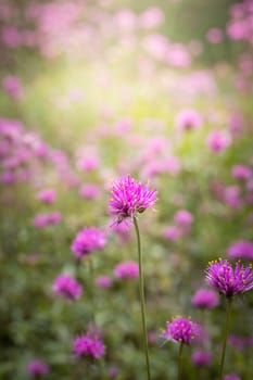 The background image of the colorful flowers, background nature
