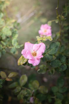 The background image of the colorful flowers, background nature