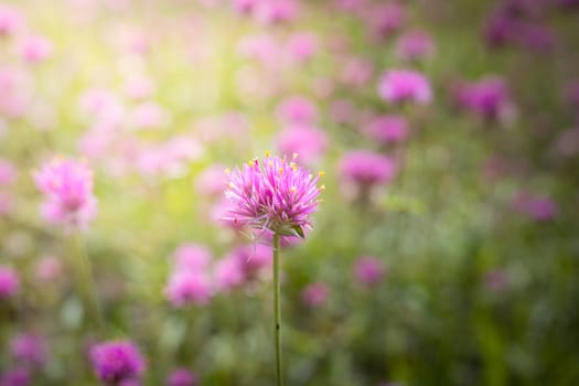 The background image of the colorful flowers, background nature