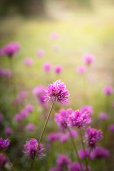 The background image of the colorful flowers, background nature