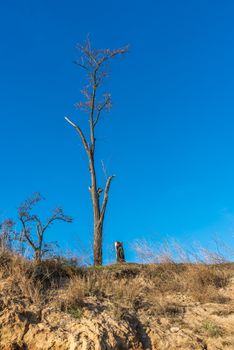 Bare tree on the slope near the sea shore on a sunny summer day