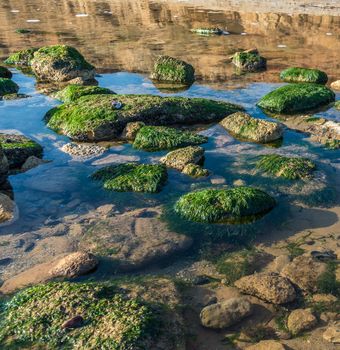 Green algae on the rocks at the edge of the sea on a sunny autumn day