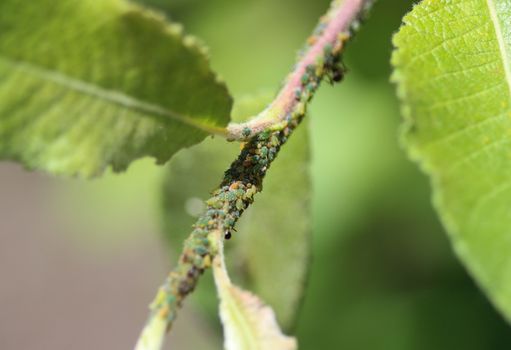 close up of black garden ant colony (Lasius niger), made a nest in a plant in the garden