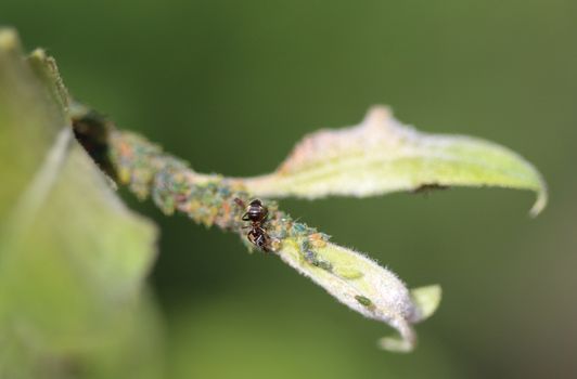 close up of black garden ant colony (Lasius niger), made a nest in a plant in the garden